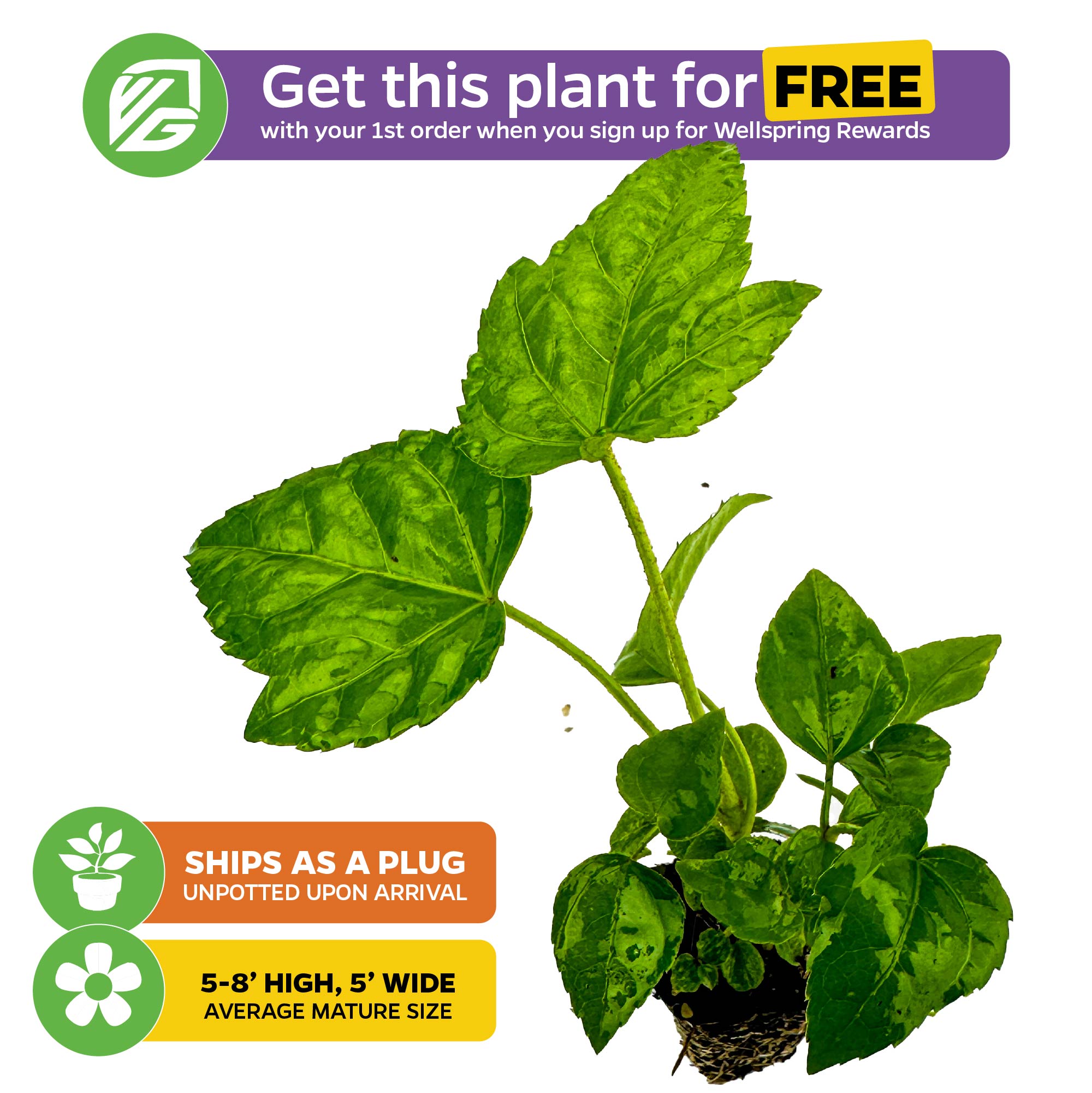 A rooted Japanese Aralia 'Paperplant' (Fatsia japonica) plug by Wellspring Gardens is pictured on a white background. Text promotes it as a free reward signup gift, with icons for plug shipping and mature size: 5–8' high, 5' wide.