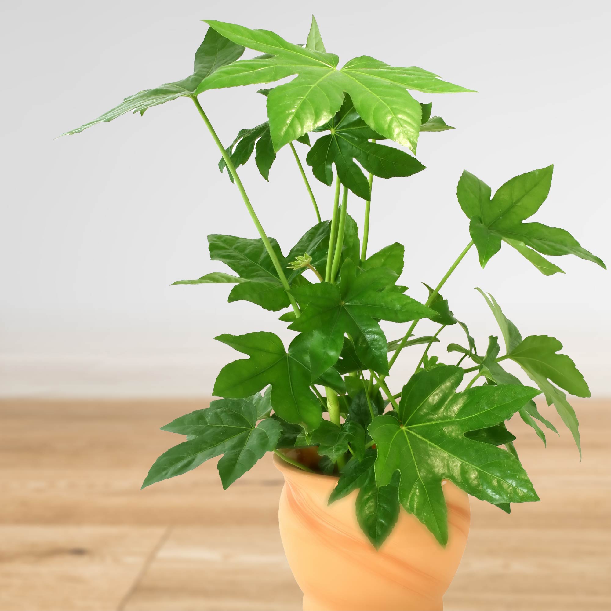 house plant that looks like maple leaf Japanese Aralia 'Paperplant'