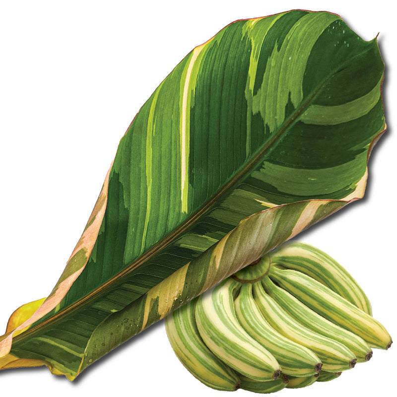 Florida Variegated Banana (1-Gallon) - Musa × paradisiaca