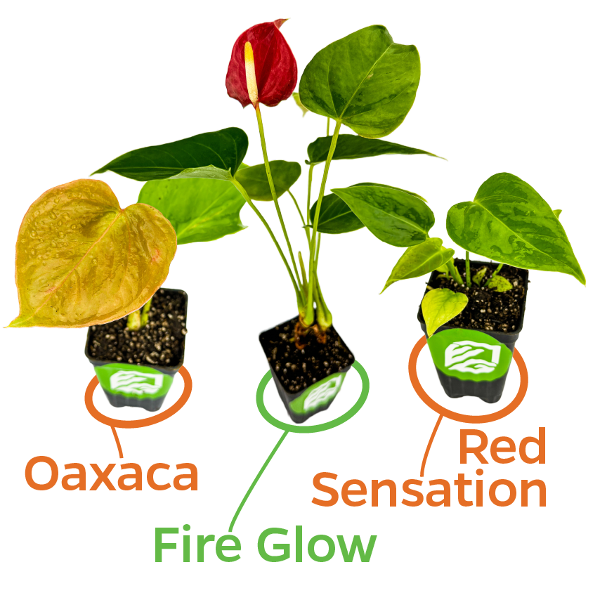 3 Flowering Anthuriums Bundle: 1 Fire Glow, 1 Oaxaca, 1 Red Sensation
