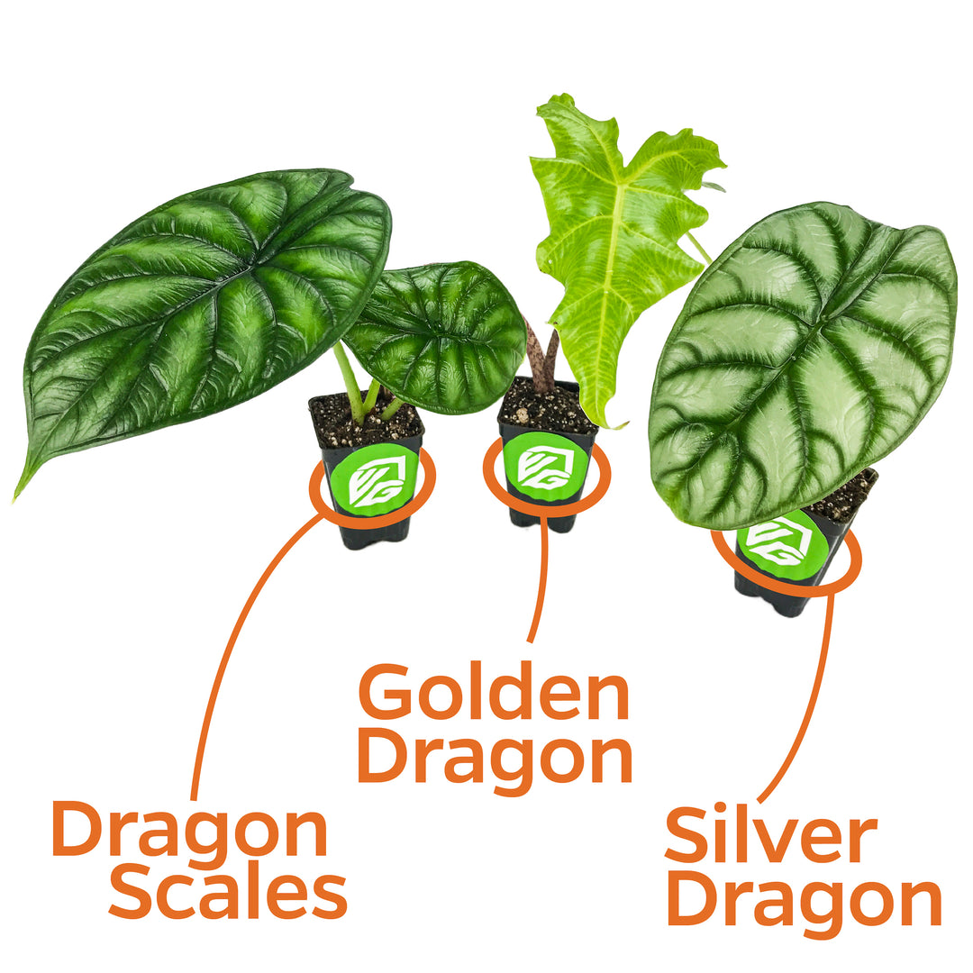 Greenhouse of Dragons Bundle (3 Dragon Alocasias): Dragon Scale, Golden Dragon & Silver Dragon
