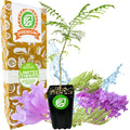 A young Jacaranda Tree (Jacaranda mimosifolia) from Wellspring Gardens stands beside its Premium Limited Release packaging, surrounded by splashes of water, green leaves, and clusters of lavender-blue flowers.