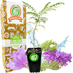 A young Jacaranda Tree (Jacaranda mimosifolia) from Wellspring Gardens stands beside its Premium Limited Release packaging, surrounded by splashes of water, green leaves, and clusters of lavender-blue flowers.