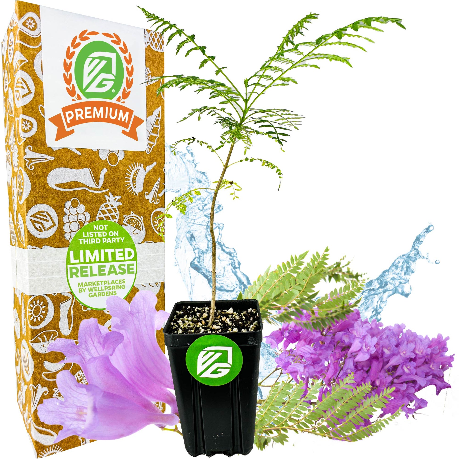 Jacaranda Tree - Jacaranda mimosifolia