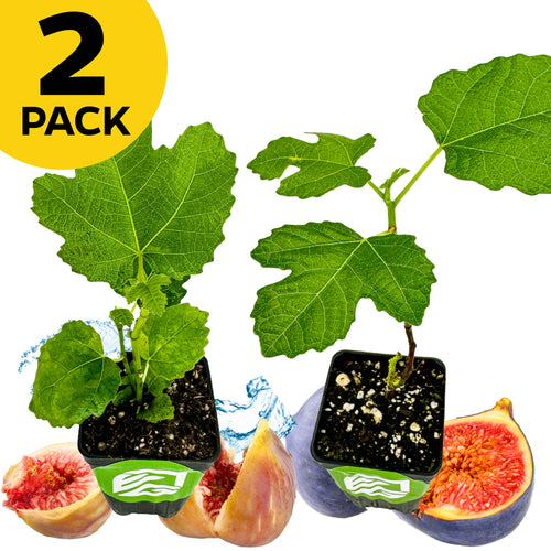 A Wellspring Gardens Bundle (2) of LSU Figs—Purple and Gold—is shown with potted plants above a water splash, next to whole and sliced figs. A yellow circle in the top left reads "2 PACK" in bold black text.