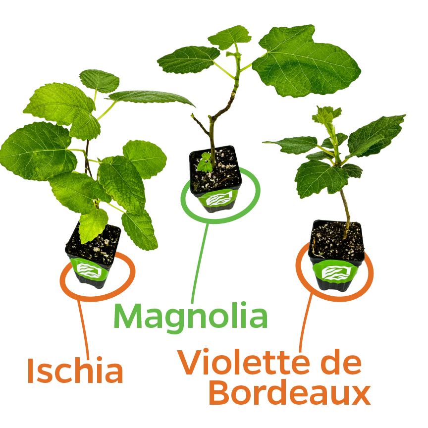 3 Midsize Fig Trees Bundle: 1 Ischia, 1 Magnolia, 1 Violette de Bordeaux