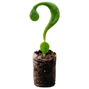 Mystery Promo Plant