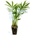 A Wellspring Gardens Neanthe Bella Tabletop Palm Tree (Chamaedorea) with exposed roots is surrounded by splashing water on a white background.