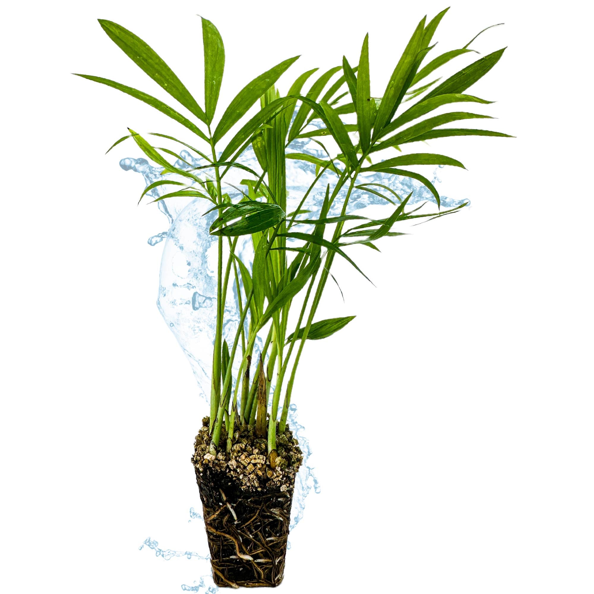 A Wellspring Gardens Neanthe Bella Tabletop Palm Tree (Chamaedorea) with exposed roots is surrounded by splashing water on a white background.