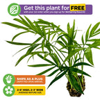 A Wellspring Gardens Neanthe Bella Tabletop Palm Tree (Chamaedorea) with slender leaves is featured, promoting a free indoor palm for joining Wellspring Rewards. Icons show it ships as a plug and note the plant’s typical size range.