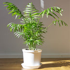 A Wellspring Gardens Neanthe Bella Tabletop Palm Tree (Chamaedorea) in a white pot sits on a wooden floor in bright sunlight, casting a shadow on a plain light wall.