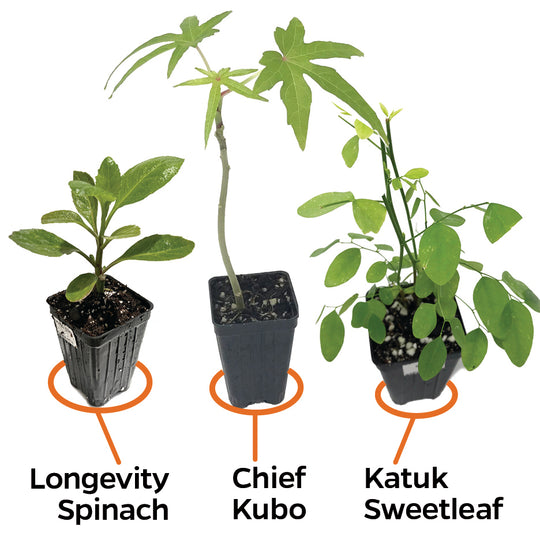 3 Salad Trees Bundle: Longevity, Chief Kubo & Katuk Sweetleaf