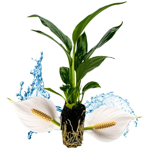 peace lily sensation Giant Peace Lily (Spathiphyllum 'Sensation') main image 0