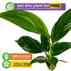 A Wellspring Gardens Peace Lily (Spathiphyllum) with lush green leaves is shown on a white background. Banners highlight a free plant offer, shipping info, and note its average mature size of 4 feet tall and wide.