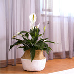 The Wellspring Gardens Peace Lily (Spathiphyllum) features white blooms and glossy green leaves, displayed in a woven basket on a wooden floor near a window with sheer gray curtains.