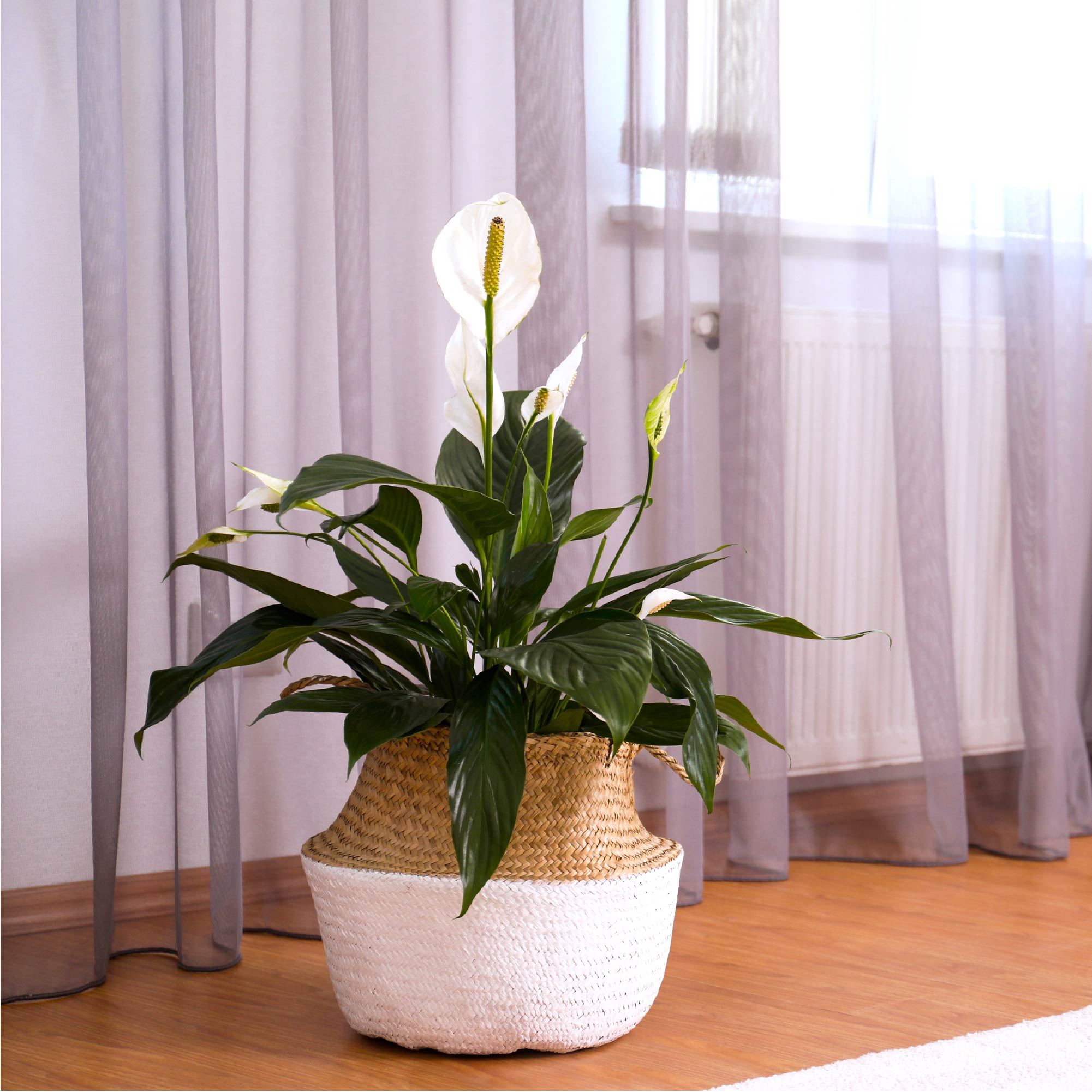 The Wellspring Gardens Peace Lily (Spathiphyllum) features white blooms and glossy green leaves, displayed in a woven basket on a wooden floor near a window with sheer gray curtains.