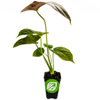 Anthurium Red Leaf - Anthurium by Wellspring Gardens: a potted indoor plant with several green leaves, one larger partially brown leaf, in a small black plastic container with a green and white VG logo, isolated on white.