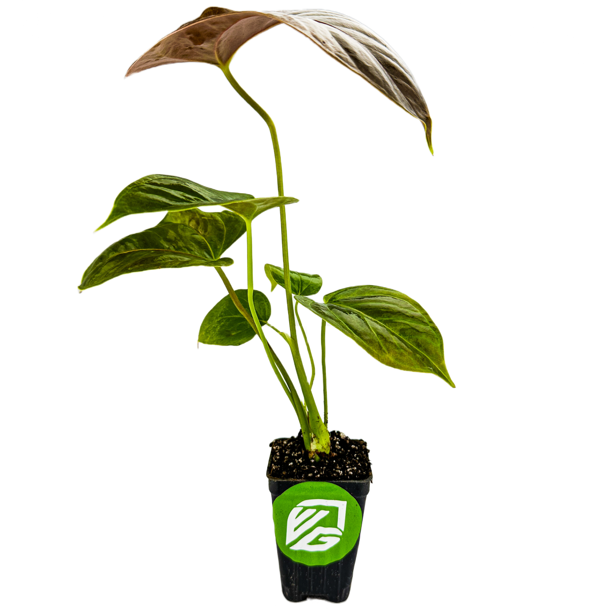 Anthurium Red Leaf - Anthurium by Wellspring Gardens: a potted indoor plant with several green leaves, one larger partially brown leaf, in a small black plastic container with a green and white VG logo, isolated on white.