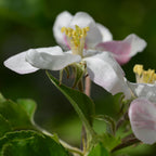 Apple Tree Grow Kit | Planter + Soil + Seeds