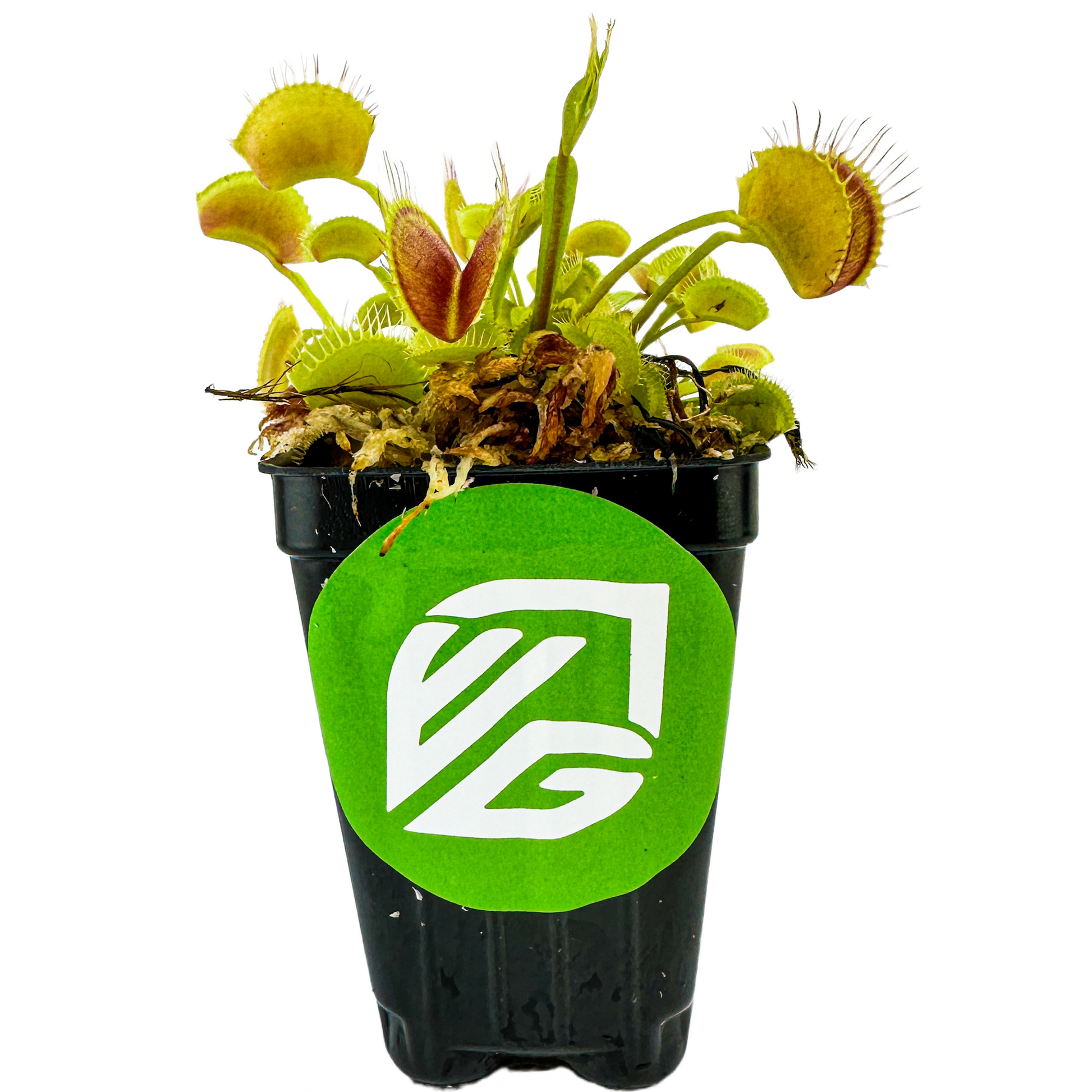 Venus Fly Trap (Original) Carnivorous Plant - Dionaea muscipula