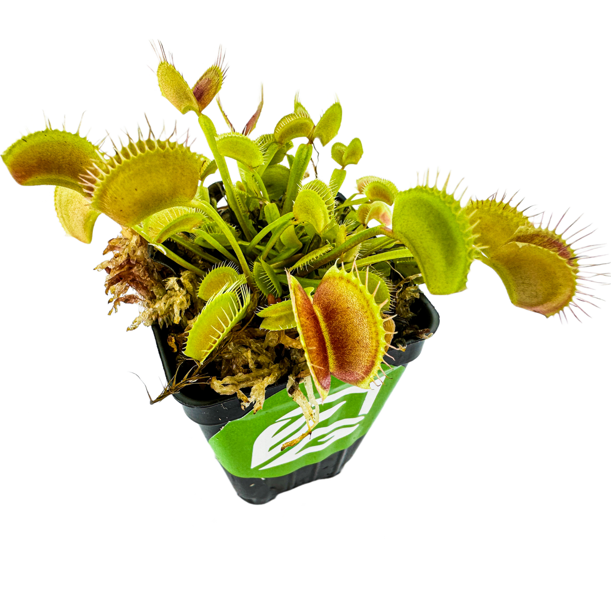 Venus Fly Trap (Original) Carnivorous Plant - Dionaea muscipula