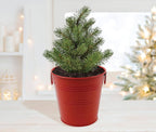 Christmas Tree Grow Kit | Growing medium + Pail + Spruce seed packet