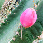 Close-up of a textured green Peruvian Apple Cactus (Cereus peruvianus repandus) pad from Wellspring Gardens, with sharp brown spines and a single vibrant pink pitaya fruit growing on its slightly wavy surface.