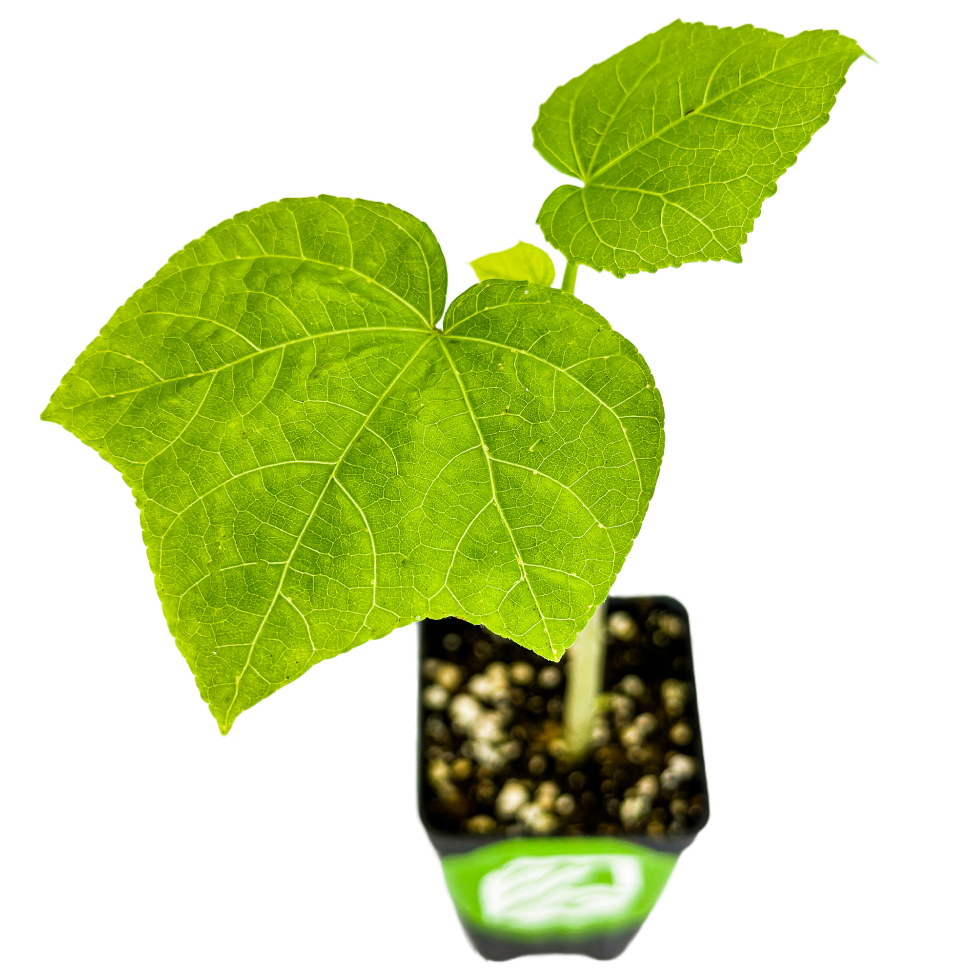 Auntie Lilli's™ South Sea Salad Bele Tree (Abelmoschus manihot) by Wellspring Gardens features a young plant with large, veined leaves growing in a small black pot filled with soil, set against a white background.