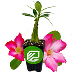 A small natural bonsai in a pot with a green sticker is placed between two large Wellspring Gardens Desert Rose Basic Pink (Adenium obesum) plants with pink and white flowers, all set against a white background.