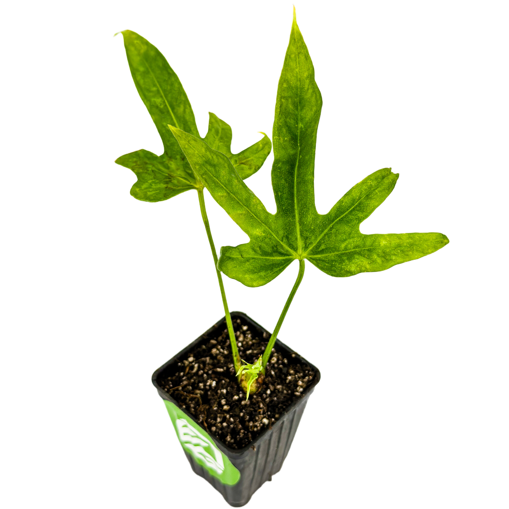 anthurium pedato Anthurium Fingers