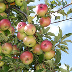 Apples on a tree branch with a clear blue sky background