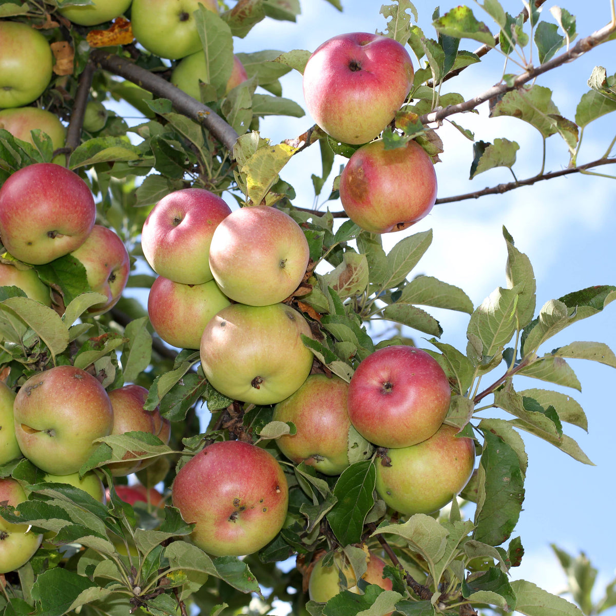 Apples on a tree branch with a clear blue sky background