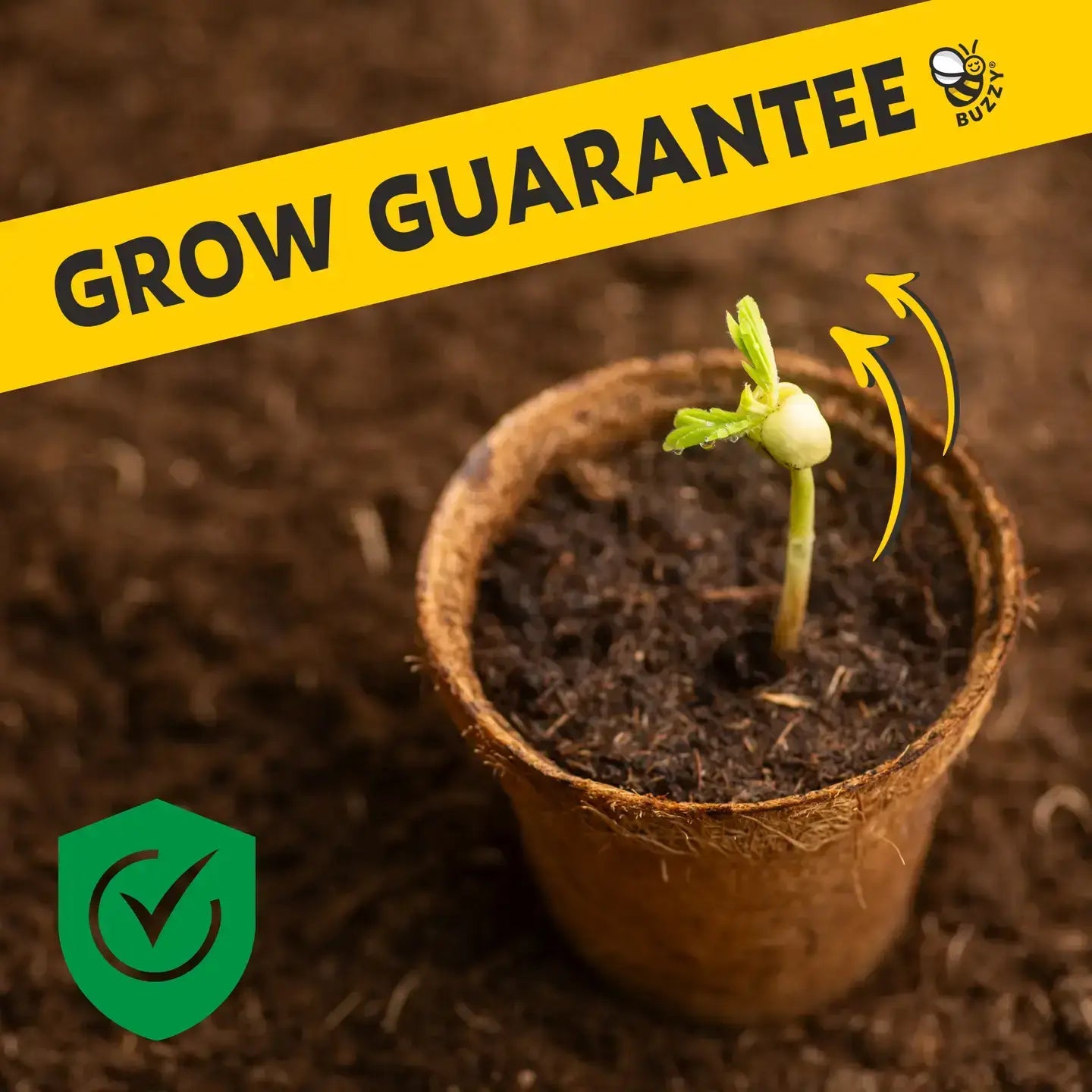 Daisy Soda Can Grow Kit | Planter + Growing medium + Seeds