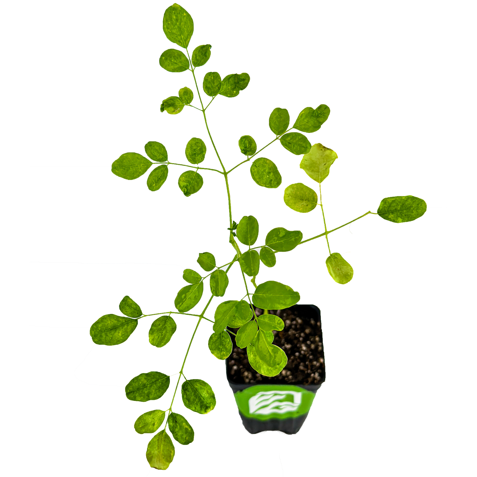 A Wellspring Gardens Moringa Tree (Moringa oleifera) with multiple stems grows in a black plastic pot filled with soil, displayed against a white background.