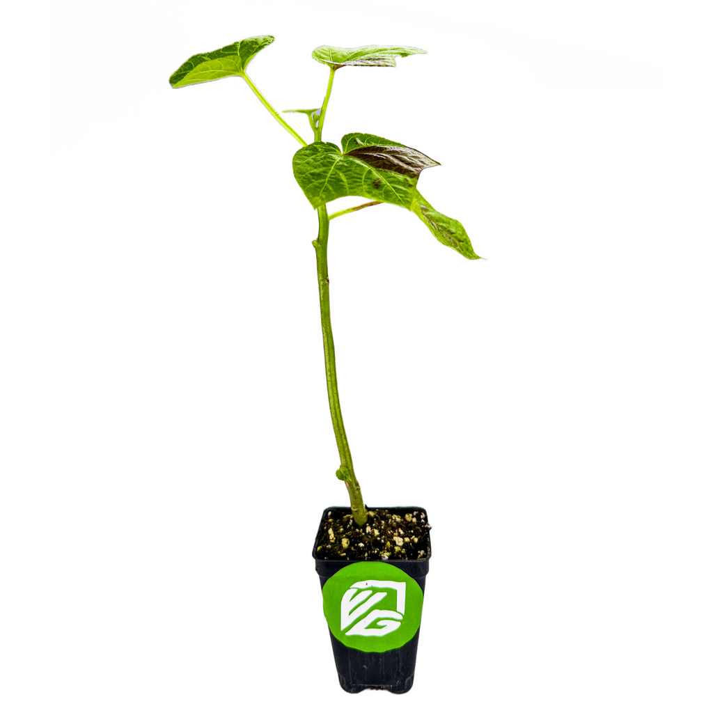 Variegated Auntie Lilli's™ Salad Bele Tree - Abelmoschus manihot