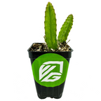A small Peruvian Apple Cactus (Cereus peruvianus repandus) from Wellspring Gardens sits in a black plastic pot with soil. The pot features a green sticker with the bold white Wellspring Gardens logo. The background is white.
