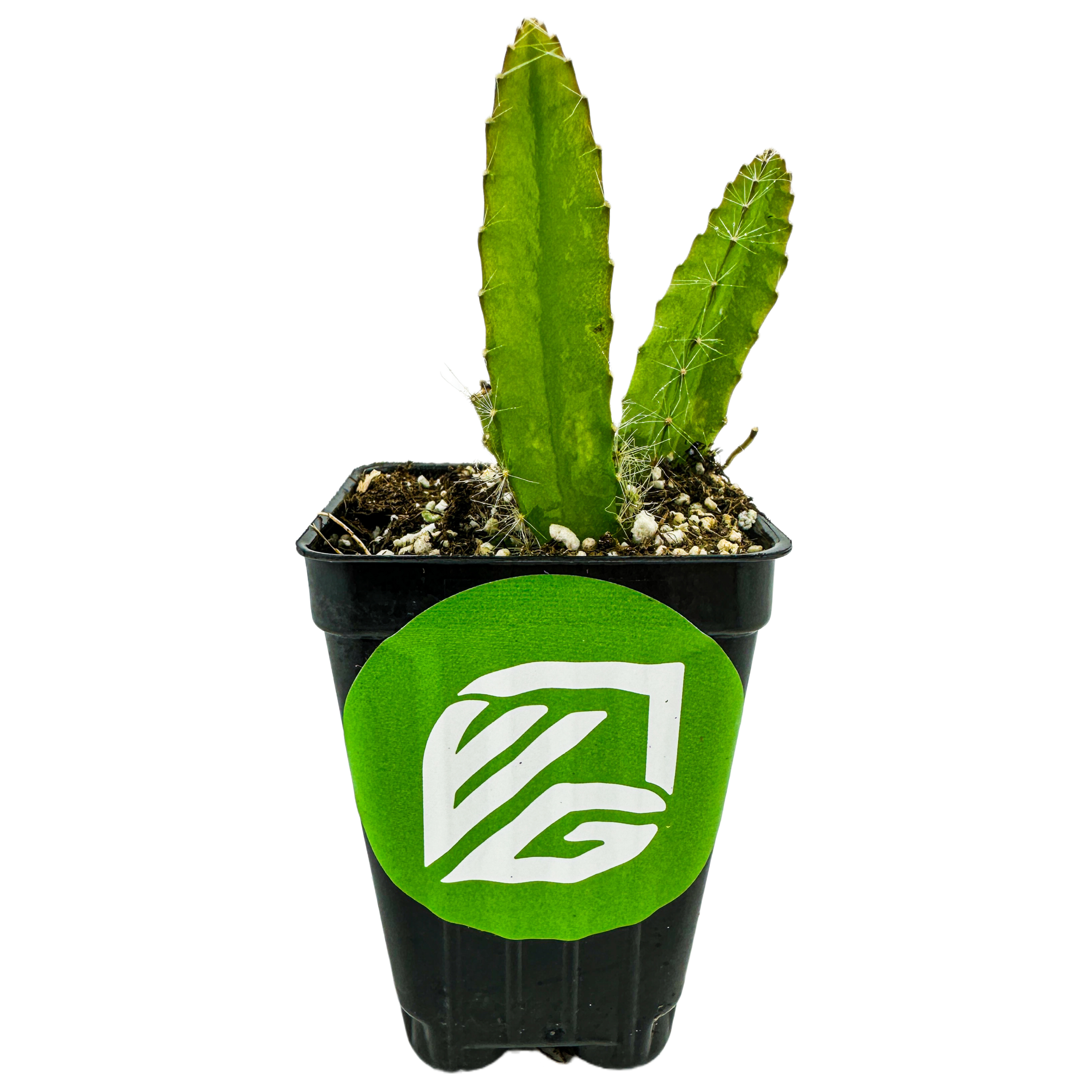 A small Peruvian Apple Cactus (Cereus peruvianus repandus) from Wellspring Gardens sits in a black plastic pot with soil. The pot features a green sticker with the bold white Wellspring Gardens logo. The background is white.