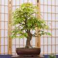 Japanese Bonsai Grow Kit