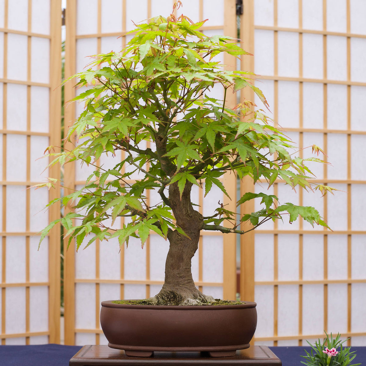 Japanese Bonsai Grow Kit