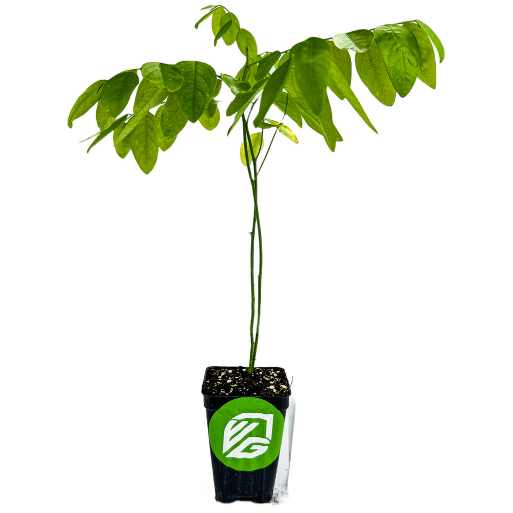 Katuk (Sweetleaf Bush) - Sauropus androgynus