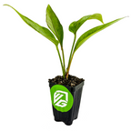 The Wellspring Gardens Anthurium Big Red Bird Bird's Nest is a small potted plant with three green leaves in a black plastic container featuring a green and white circular logo on the front. Displayed against a white background.