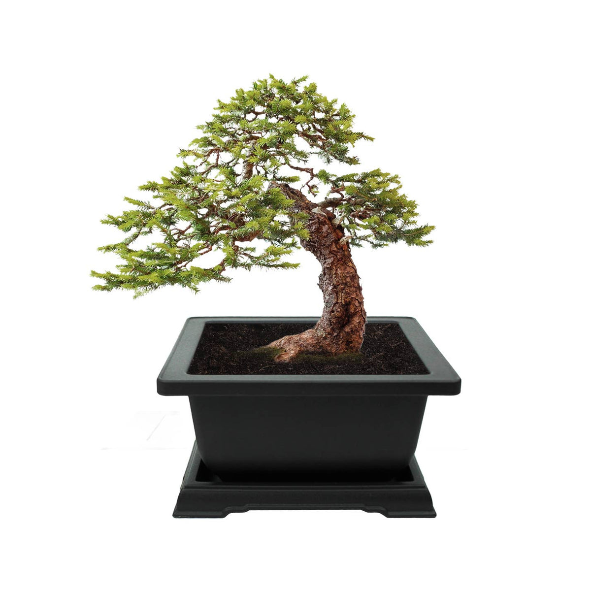 Bonsai Spruce Grow Kit | Planter + Growing medium + Seeds