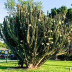 A lush Peruvian Apple Cactus (Cereus peruvianus repandus) from Wellspring Gardens stands tall with green stems and white-pink blooms, thriving in a grassy suburban yard amid houses and cars.