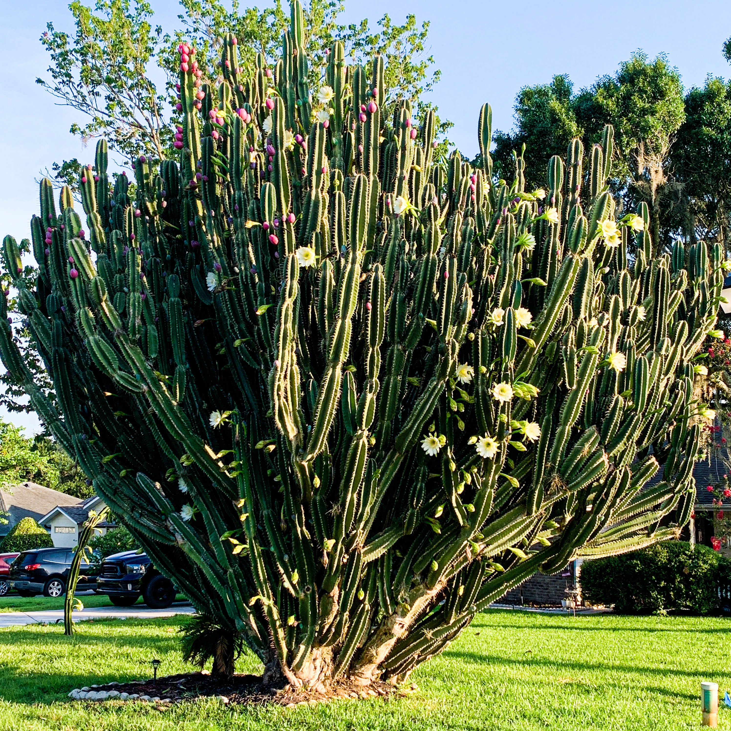 A lush Peruvian Apple Cactus (Cereus peruvianus repandus) from Wellspring Gardens stands tall with green stems and white-pink blooms, thriving in a grassy suburban yard amid houses and cars.