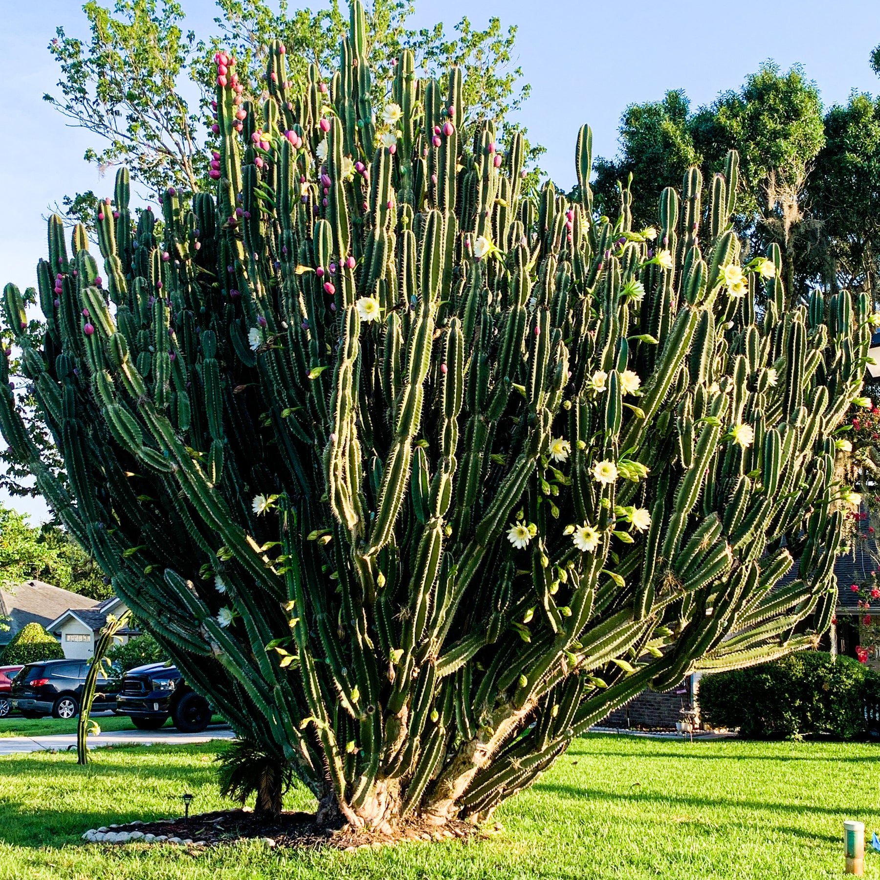 Peruvian Cactus Peruvian Apple Cactus - Cereus peruvianus repandus – Wellspring Gardens