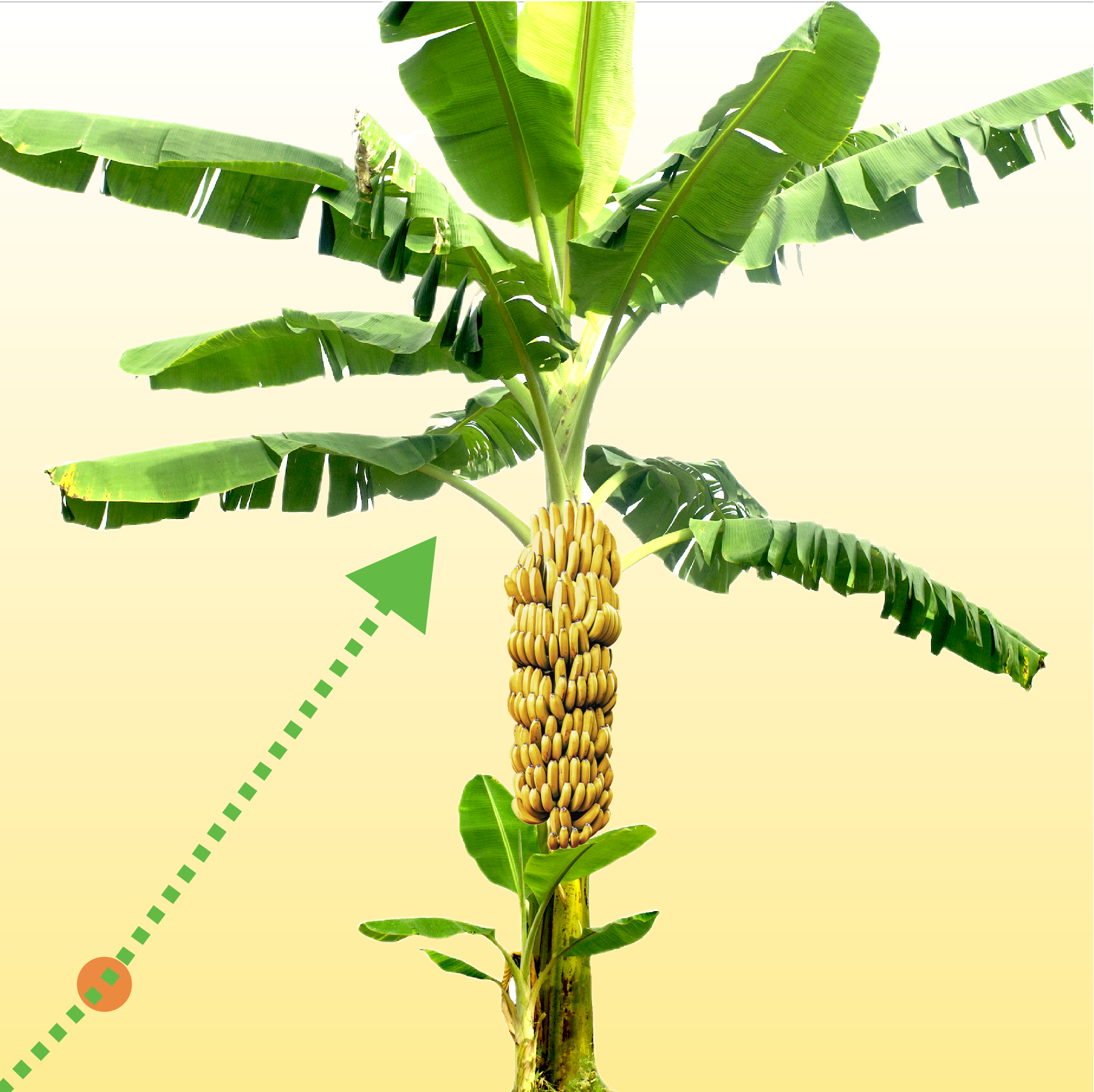 bananas for fertilizing plants Banana Fuel Plant Fertilizer - Water-Soluble 15-5-30 Blend