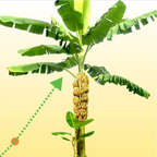 Banana Fuel Plant Fertilizer - Water-Soluble 15-5-30 Blend - (1 or 2 LB bag)
