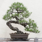 Japanese Bonsai Grow Kit