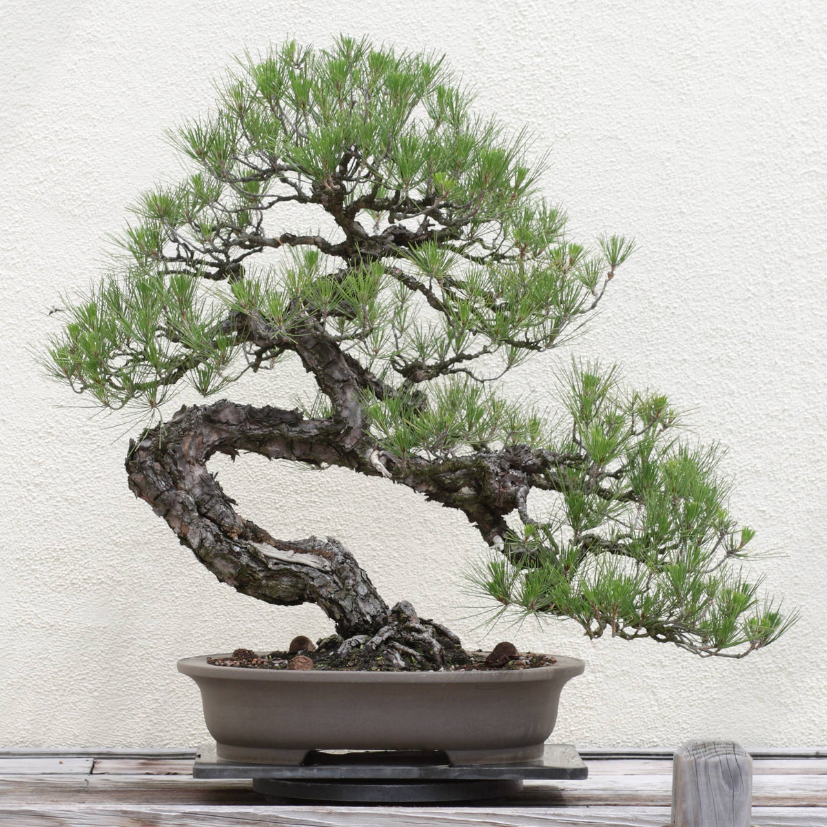 Japanese Bonsai Grow Kit