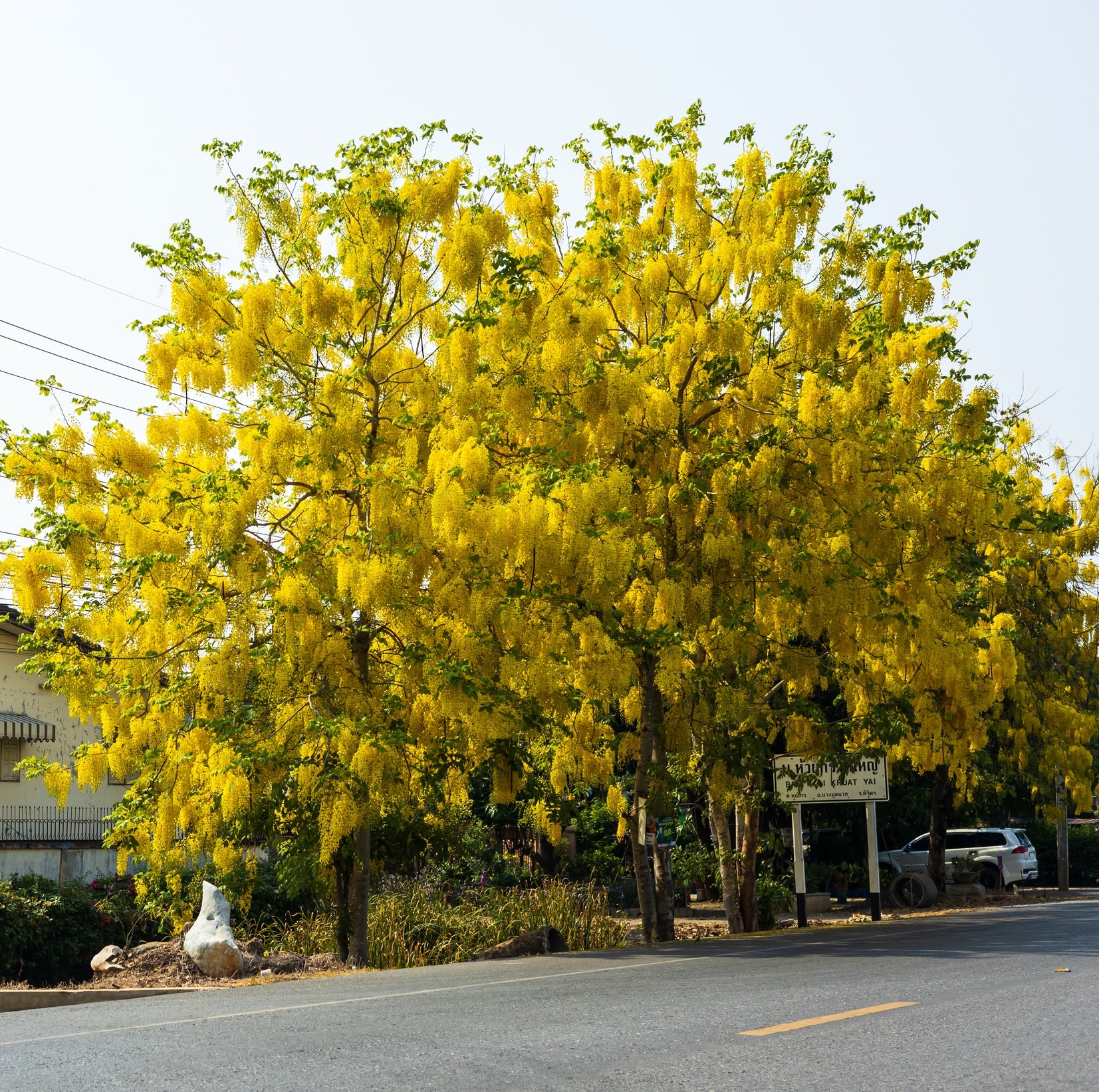 Golden & Pink Shower Trees - Cassia